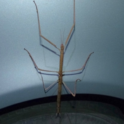 PHASMATODEA (Unidentified Stick Insect) at Sanctuary Point, NSW - 17 Nov 2013 by christinemrigg