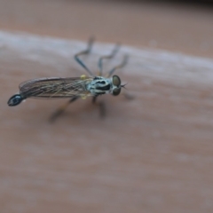 Cerdistus sp. (genus) (Yellow Slender Robber Fly) at Wamboin, NSW - 14 Nov 2018 by natureguy