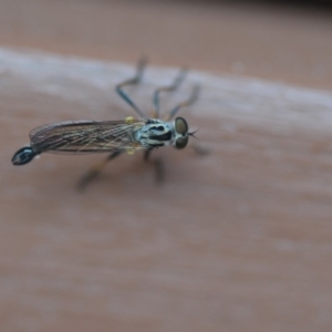 Cerdistus sp. (genus) at Wamboin, NSW - 14 Nov 2018