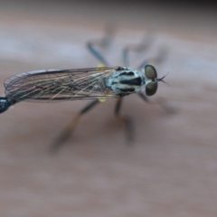 Cerdistus sp. (genus) at Wamboin, NSW - 14 Nov 2018 09:11 PM