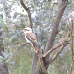 Dacelo novaeguineae (Laughing Kookaburra) at Wamboin, NSW - 15 Nov 2018 by natureguy