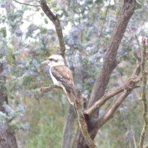 Dacelo novaeguineae at Wamboin, NSW - 15 Nov 2018 11:28 AM