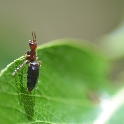 Tiphiidae (family) (Unidentified Smooth flower wasp) at Wamboin, NSW - 16 Nov 2018 by natureguy