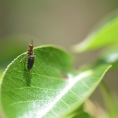 Tiphiidae (family) at Wamboin, NSW - 16 Nov 2018 02:17 PM