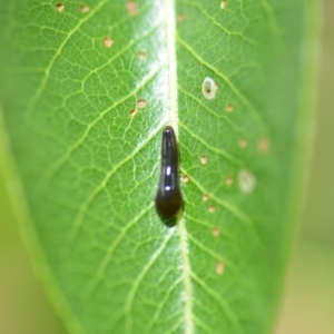 Caliroa cerasi at Wamboin, NSW - 16 Nov 2018