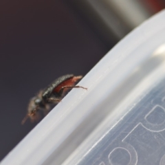 Cleridae sp. (family) at Wamboin, NSW - 20 Nov 2018