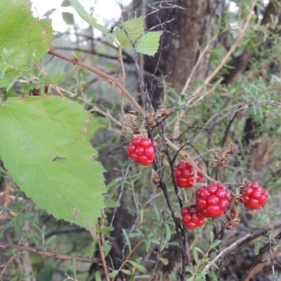 Rubus anglocandicans (Blackberry) at Point Hut to Tharwa - 3 Apr 2019 by MichaelBedingfield