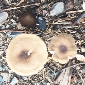 Oudemansiella gigaspora group at Hughes, ACT - 23 May 2019