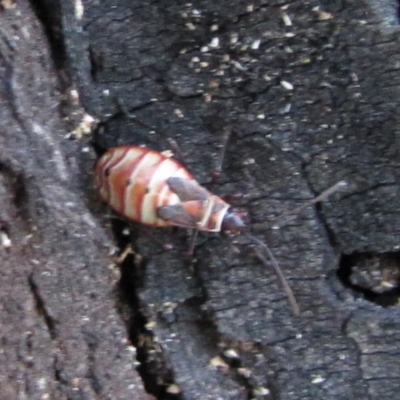 Dysdercus sidae (Pale Cotton Stainer) at Hackett, ACT - 21 May 2019 by Kurt