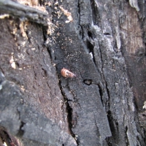 Dysdercus sidae at Hackett, ACT - 21 May 2019