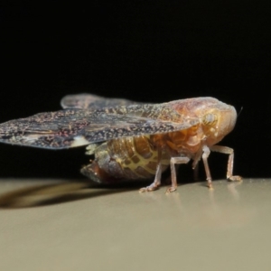 Scolypopa australis at Acton, ACT - 16 May 2019 01:22 PM