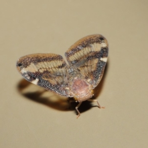 Scolypopa australis at Acton, ACT - 16 May 2019 01:22 PM