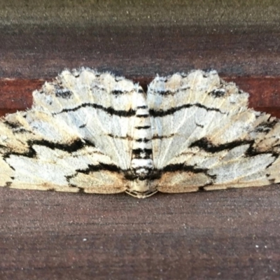 Lepidoptera unclassified ADULT moth (Unidentified - Moth) at Black Range, NSW - 22 May 2019 by KMcCue