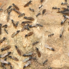 Iridomyrmex sp. (genus) (Ant) at Mount Majura - 19 May 2019 by TimL