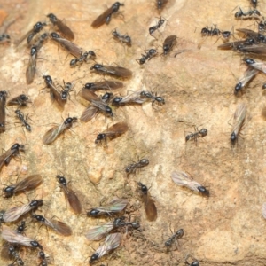 Iridomyrmex sp. (genus) at Hackett, ACT - 19 May 2019