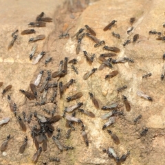 Iridomyrmex sp. (genus) at Hackett, ACT - 19 May 2019