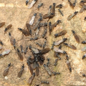 Iridomyrmex sp. (genus) at Hackett, ACT - 19 May 2019