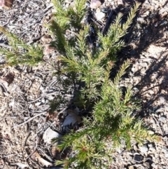 Grevillea rosmarinifolia subsp. rosmarinifolia (Rosemary Grevillea) at Hughes, ACT - 15 May 2019 by ruthkerruish