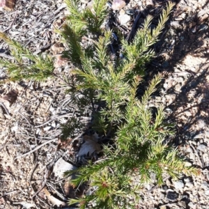 Grevillea rosmarinifolia subsp. rosmarinifolia at Hughes, ACT - 15 May 2019 10:00 AM