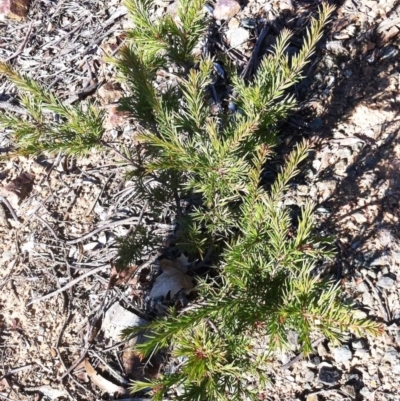 Grevillea rosmarinifolia subsp. rosmarinifolia (Rosemary Grevillea) at Hughes, ACT - 15 May 2019 by ruthkerruish