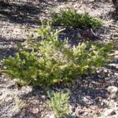 Grevillea rosmarinifolia subsp. rosmarinifolia at Hughes, ACT - 15 May 2019 10:00 AM