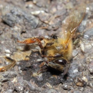 Milichiidae (family) at Acton, ACT - 16 May 2019