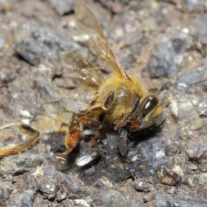 Milichiidae (family) at Acton, ACT - 16 May 2019