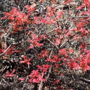 Pistacia chinensis at Deakin, ACT - 15 May 2019 10:00 AM