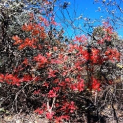 Pistacia chinensis at Deakin, ACT - 15 May 2019