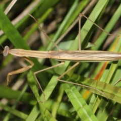 Tenodera australasiae (Purple-winged mantid) at Acton, ACT - 16 May 2019 by TimL