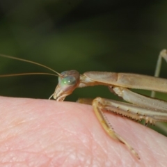 Tenodera australasiae at Acton, ACT - 16 May 2019