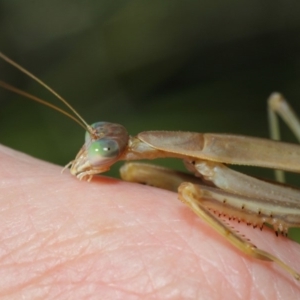 Tenodera australasiae at Acton, ACT - 16 May 2019