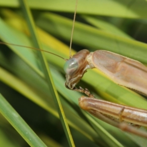 Tenodera australasiae at Acton, ACT - 16 May 2019