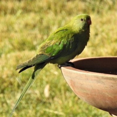Polytelis swainsonii (Superb Parrot) at Wanniassa, ACT - 22 May 2019 by JohnBundock