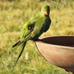 Polytelis swainsonii at Wanniassa, ACT - 23 May 2019