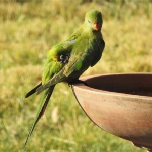 Polytelis swainsonii at Wanniassa, ACT - suppressed