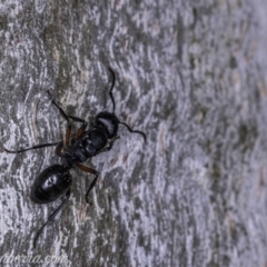 Polyrhachis sp. (genus) (A spiny ant) at Garran, ACT - 17 May 2019 by BIrdsinCanberra