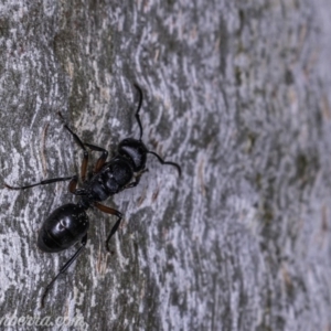 Polyrhachis sp. (genus) at Garran, ACT - 17 May 2019