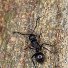 Polyrhachis sp. (genus) at Garran, ACT - 17 May 2019