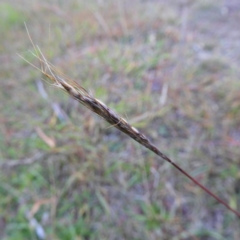 Bothriochloa macra (Red Grass, Red-leg Grass) at Kambah, ACT - 23 May 2019 by MatthewFrawley