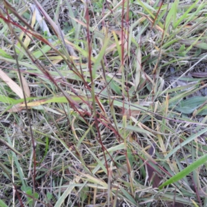 Bothriochloa macra at Kambah, ACT - 23 May 2019