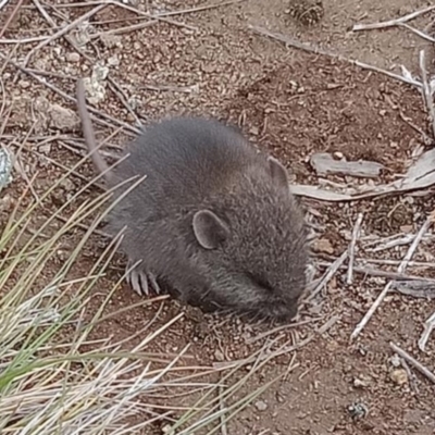 Mastacomys fuscus (Broad-toothed Rat) at Kosciuszko National Park - 8 Apr 2019 by NSWBionetAtlas