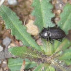 Adelium pustulosum (Darkling beetle) at Wamboin, NSW - 23 Nov 2018 by natureguy