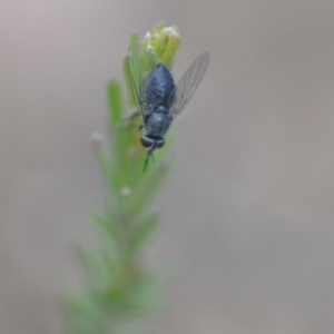 Australiphthiria (genus) at Wamboin, NSW - 24 Nov 2018