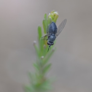 Australiphthiria (genus) at Wamboin, NSW - 24 Nov 2018 03:04 PM