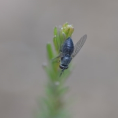 Australiphthiria (genus) at Wamboin, NSW - 24 Nov 2018 03:04 PM