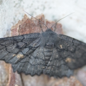 Melanodes anthracitaria at Wamboin, NSW - 24 Nov 2018