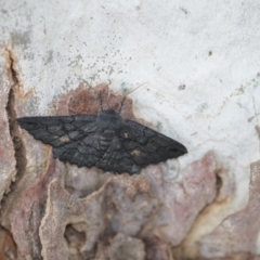 Melanodes anthracitaria at Wamboin, NSW - 24 Nov 2018 09:37 PM