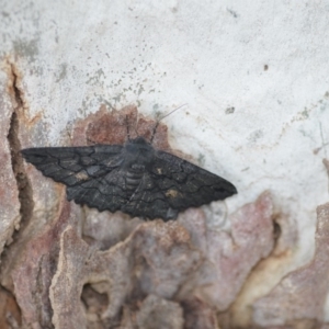 Melanodes anthracitaria at Wamboin, NSW - 24 Nov 2018