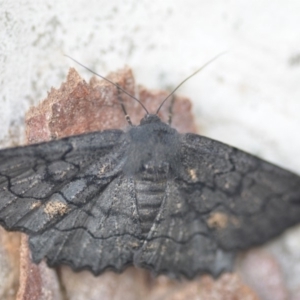 Melanodes anthracitaria at Wamboin, NSW - 24 Nov 2018